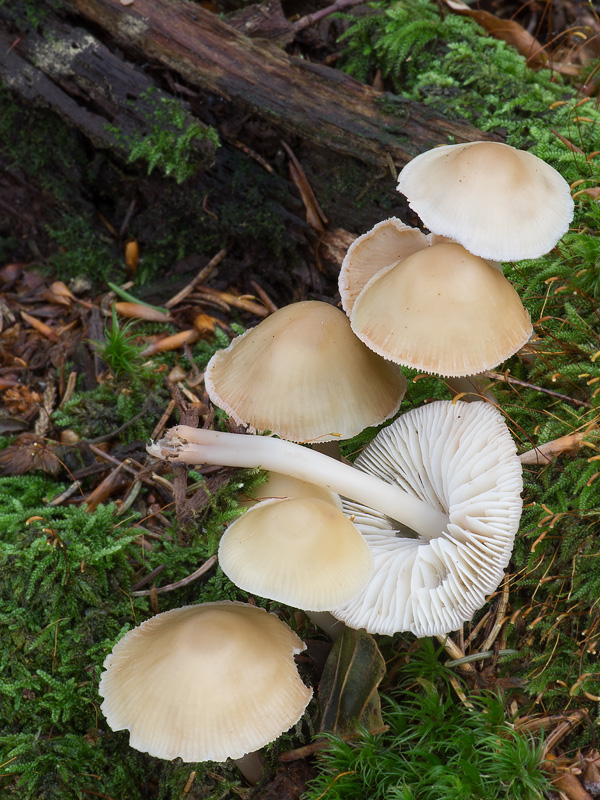 Mycena romagnesiana